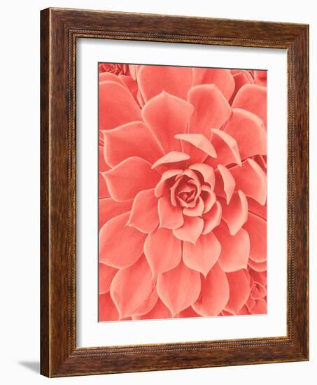 Coral Succulent-Urban Epiphany-Framed Photographic Print