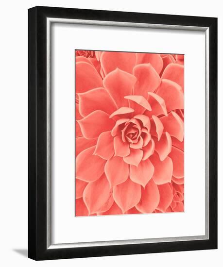 Coral Succulent-Urban Epiphany-Framed Photographic Print