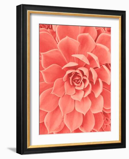 Coral Succulent-Urban Epiphany-Framed Photographic Print