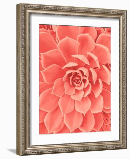 Coral Succulent-Urban Epiphany-Framed Photographic Print