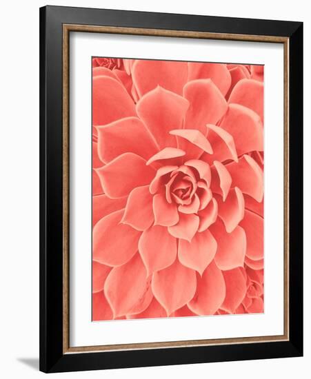 Coral Succulent-Urban Epiphany-Framed Photographic Print