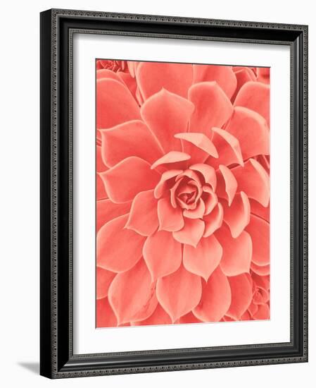 Coral Succulent-Urban Epiphany-Framed Photographic Print