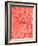 Coral Succulent-Urban Epiphany-Framed Photographic Print