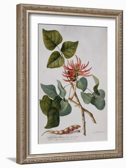 Coral Tree (Pencil and W/C)-Georg Dionysius Ehret-Framed Giclee Print