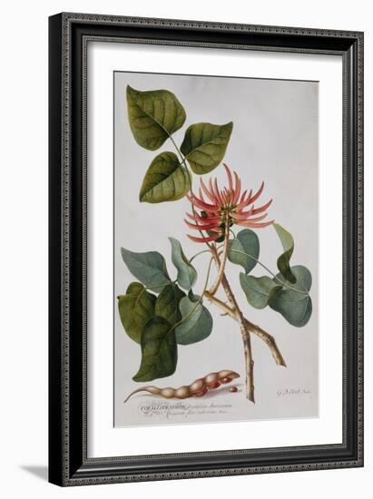 Coral Tree (Pencil and W/C)-Georg Dionysius Ehret-Framed Giclee Print