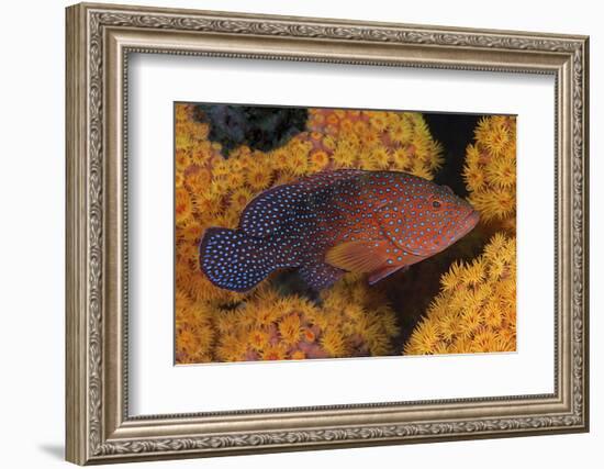 Coral Trout Fish and Coral, Raja Ampat, Papua, Indonesia-Jaynes Gallery-Framed Photographic Print