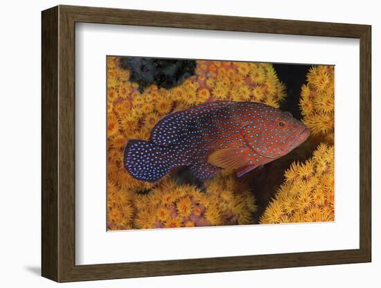 Coral Trout Fish and Coral, Raja Ampat, Papua, Indonesia-Jaynes Gallery-Framed Photographic Print