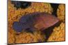 Coral Trout Fish and Coral, Raja Ampat, Papua, Indonesia-Jaynes Gallery-Mounted Photographic Print