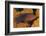 Coral Trout Fish and Coral, Raja Ampat, Papua, Indonesia-Jaynes Gallery-Framed Photographic Print