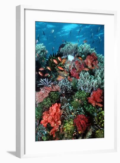 Coral Wall Komodo Marine Park Is World Famous-null-Framed Photographic Print