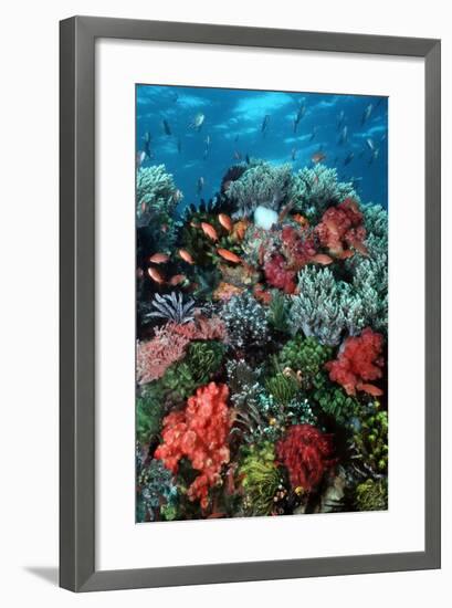 Coral Wall Komodo Marine Park Is World Famous-null-Framed Photographic Print