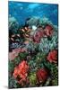 Coral Wall Komodo Marine Park Is World Famous-null-Mounted Photographic Print