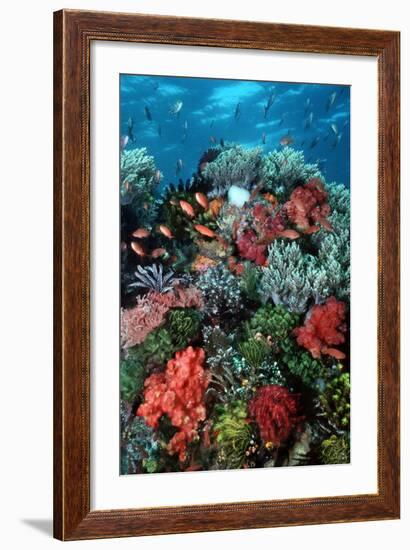 Coral Wall Komodo Marine Park Is World Famous-null-Framed Photographic Print