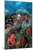 Coral Wall Komodo Marine Park Is World Famous-null-Mounted Photographic Print
