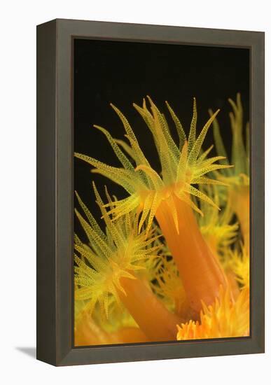 Coral-Peter Scoones-Framed Premier Image Canvas