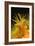 Coral-Peter Scoones-Framed Photographic Print