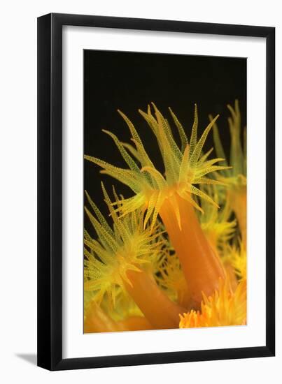 Coral-Peter Scoones-Framed Photographic Print