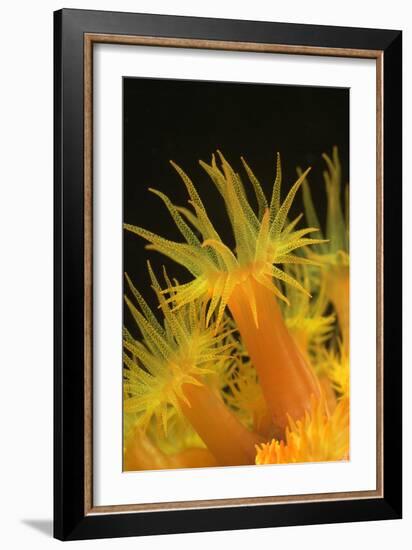 Coral-Peter Scoones-Framed Photographic Print