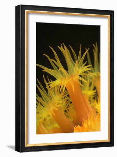 Coral-Peter Scoones-Framed Photographic Print