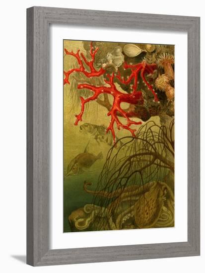 Coral-F.W. Kuhnert-Framed Art Print