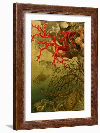 Coral-F.W. Kuhnert-Framed Art Print