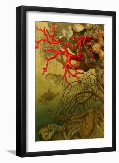 Coral-F.W. Kuhnert-Framed Art Print