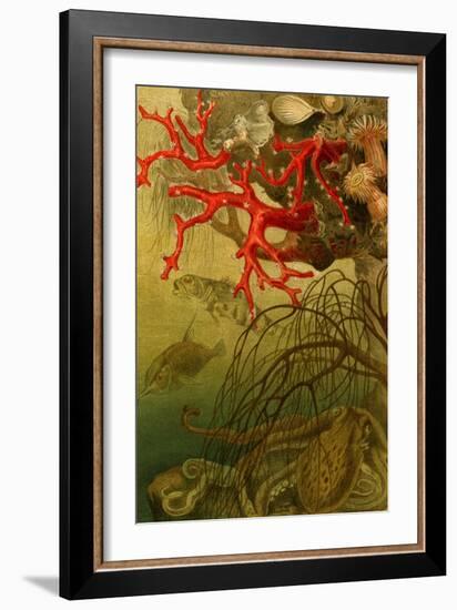 Coral-F.W. Kuhnert-Framed Art Print