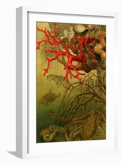 Coral-F.W. Kuhnert-Framed Art Print