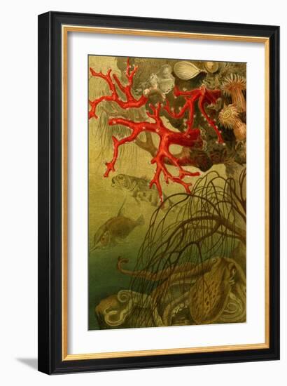 Coral-F.W. Kuhnert-Framed Art Print