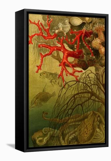 Coral-F.W. Kuhnert-Framed Stretched Canvas