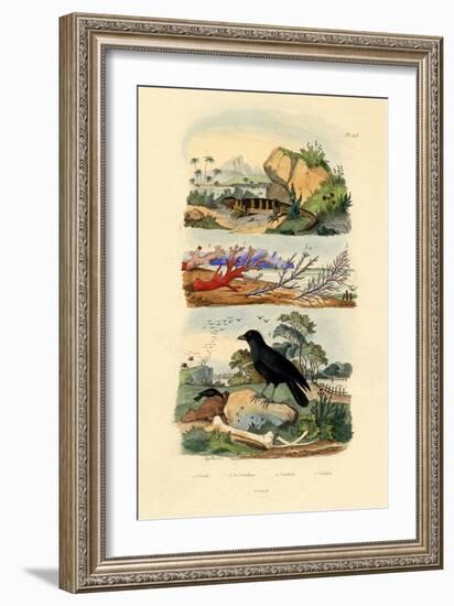 Corals, 1833-39-null-Framed Giclee Print