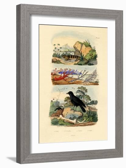 Corals, 1833-39-null-Framed Giclee Print