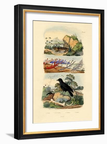 Corals, 1833-39-null-Framed Giclee Print