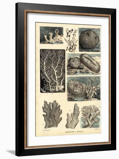 Corals, 1863-79-Raimundo Petraroja-Framed Giclee Print