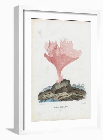 Corals, 1863-79-Raimundo Petraroja-Framed Giclee Print