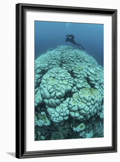 Corals are Beginning to Bleach on a Reef in Indonesia-Stocktrek Images-Framed Photographic Print