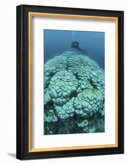 Corals are Beginning to Bleach on a Reef in Indonesia-Stocktrek Images-Framed Photographic Print