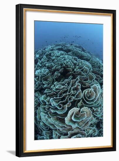 Corals are Beginning to Bleach on a Reef in Indonesia-Stocktrek Images-Framed Photographic Print