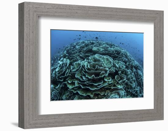 Corals are Beginning to Bleach on a Reef in Indonesia-Stocktrek Images-Framed Photographic Print