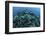 Corals are Beginning to Bleach on a Reef in Indonesia-Stocktrek Images-Framed Photographic Print