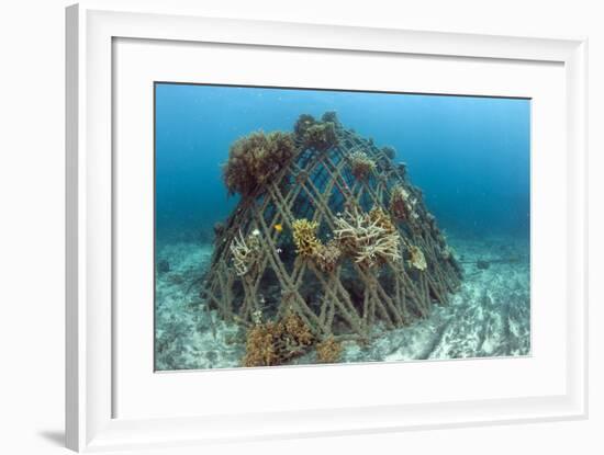 Corals Attached to Structure of Bio-Rock-Franco Banfi-Framed Photographic Print