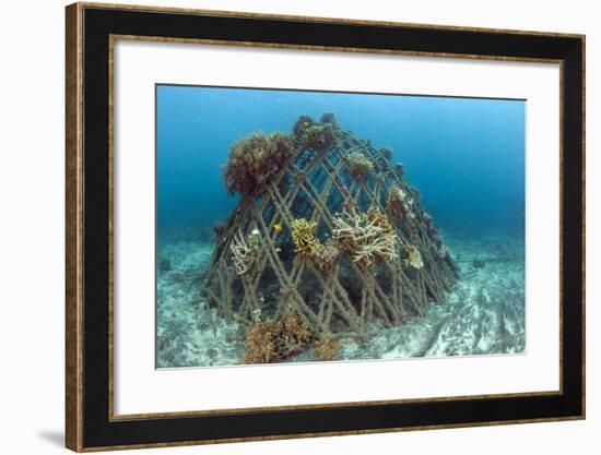 Corals Attached to Structure of Bio-Rock-Franco Banfi-Framed Photographic Print