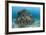 Corals Attached to Structure of Bio-Rock-Franco Banfi-Framed Photographic Print