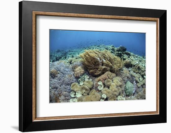 Corals Compete for Space to Grow on a Reef in Indonesia-Stocktrek Images-Framed Photographic Print