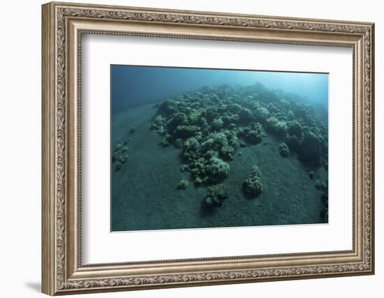 Corals Encroach on a Black Sand Slope in Komodo National Park, Indonesia-Stocktrek Images-Framed Photographic Print