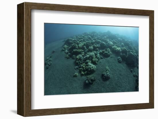 Corals Encroach on a Black Sand Slope in Komodo National Park, Indonesia-Stocktrek Images-Framed Photographic Print