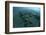 Corals Encroach on a Black Sand Slope in Komodo National Park, Indonesia-Stocktrek Images-Framed Photographic Print