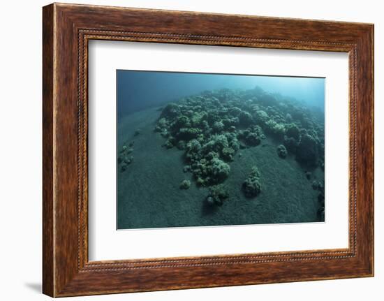 Corals Encroach on a Black Sand Slope in Komodo National Park, Indonesia-Stocktrek Images-Framed Photographic Print