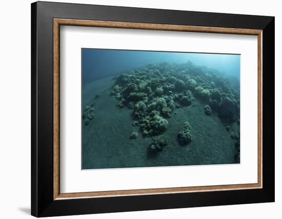 Corals Encroach on a Black Sand Slope in Komodo National Park, Indonesia-Stocktrek Images-Framed Photographic Print