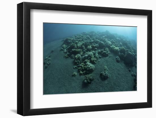 Corals Encroach on a Black Sand Slope in Komodo National Park, Indonesia-Stocktrek Images-Framed Photographic Print